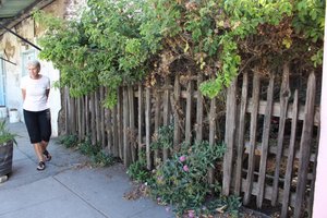 loved this fence with the huge rose bush