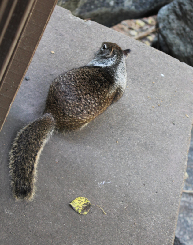 ground squirrel, big and fat