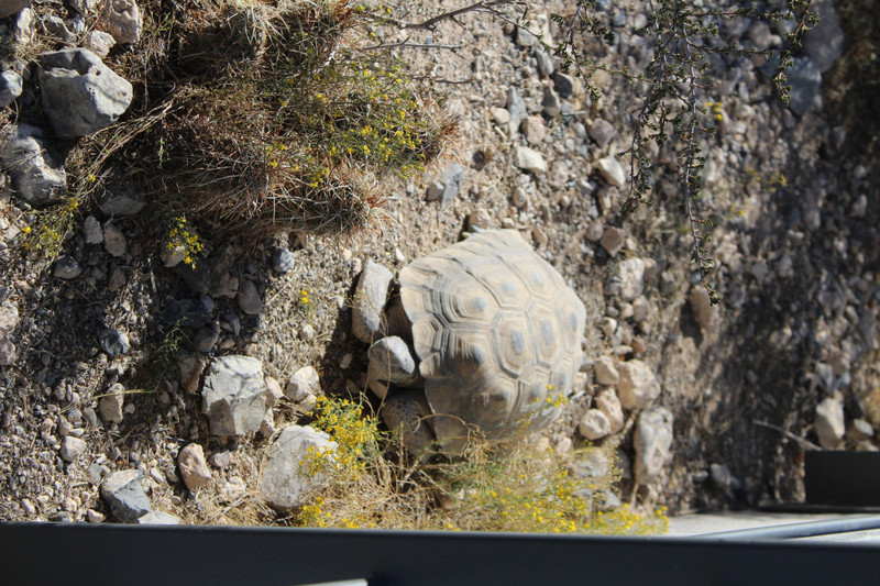 desert tortoise 