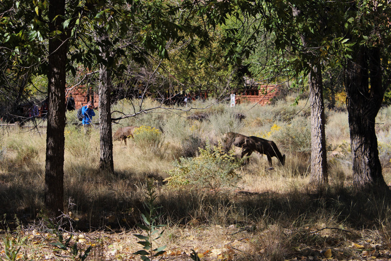 mule deer near the visitor center