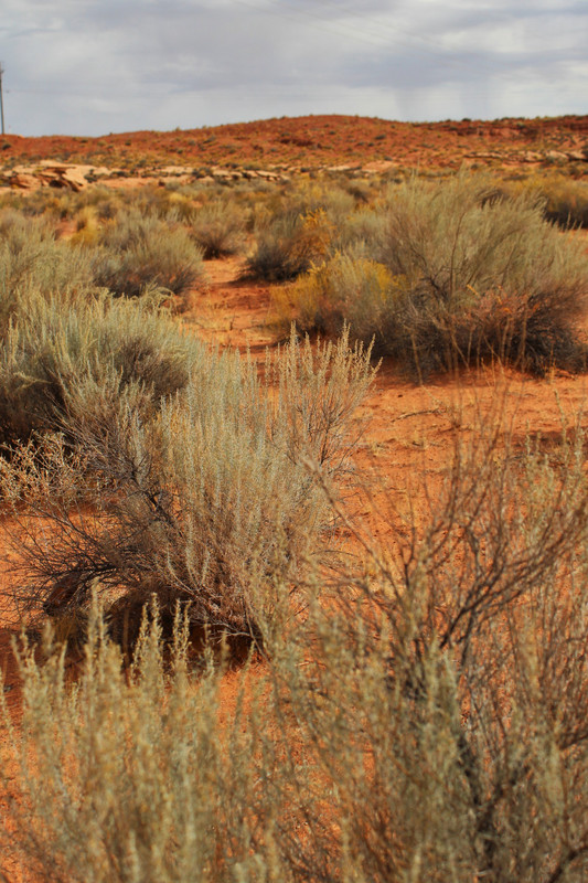 the desert right next door