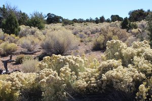 beautiful white blossoms on these desert plants