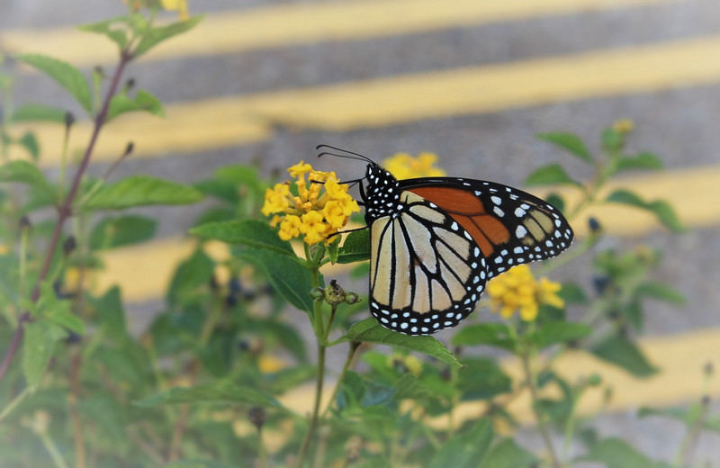 a monarch greeted us
