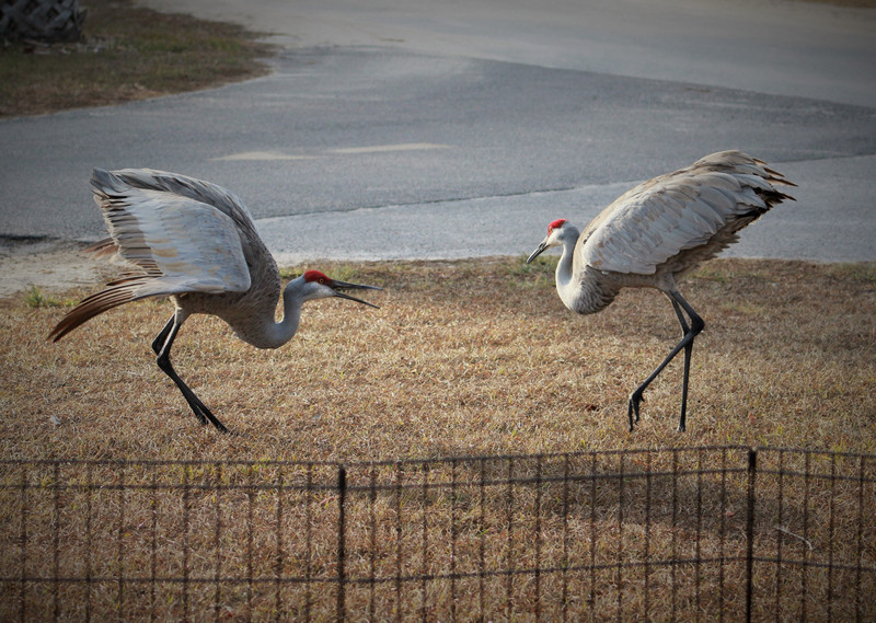 The resident couple performing their mating dance in my yard
