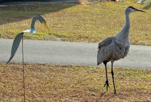 The Sandhill coming by to check out my lawn ornament