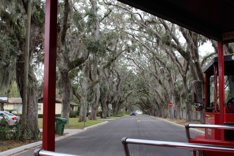 live oaks forming a tunnel