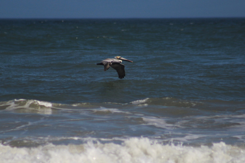 pelican gliding