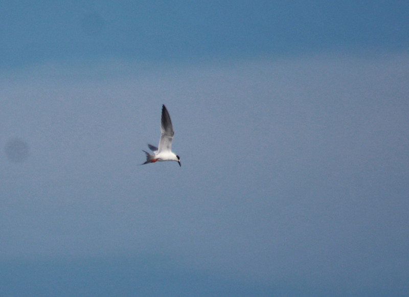 tern searching for dinner