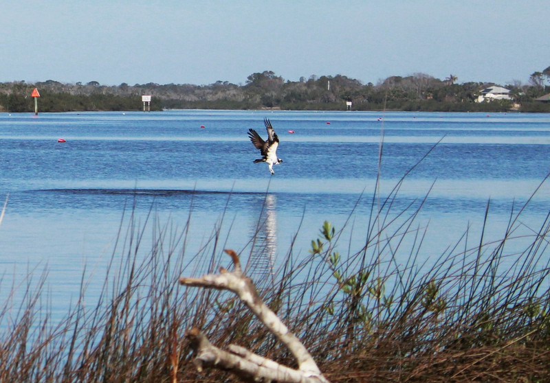 Osprey taking off after he missed