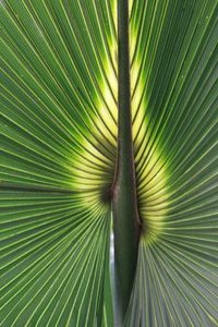 this is the stem of a palm