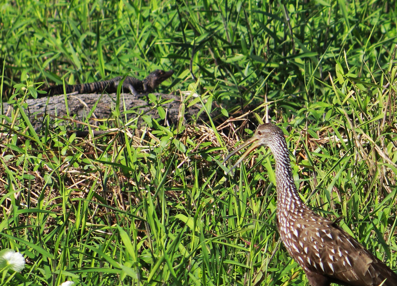 mom limpkin squawking at a gator in the water-note the baby gator in the left background