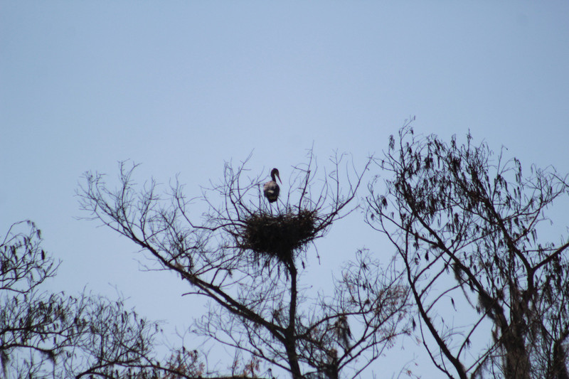 great blue heron in it's nest