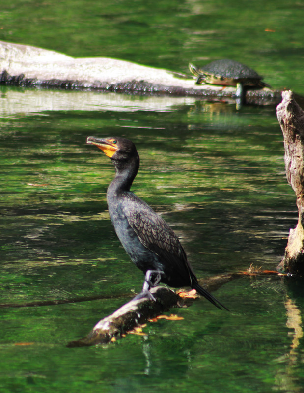 cormorant sunning
