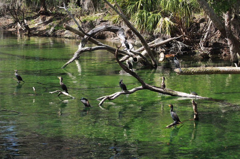 several cormorants