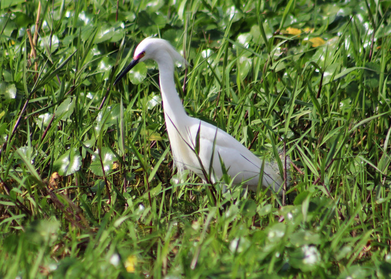 cattle egret