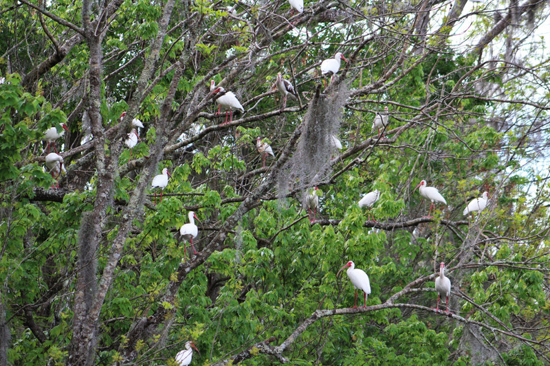white ibis 