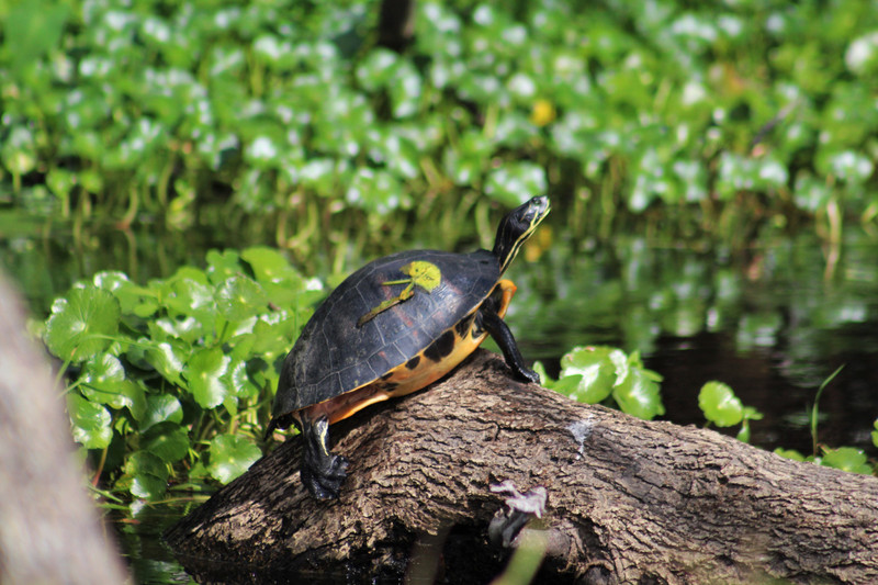 turtle sunning 