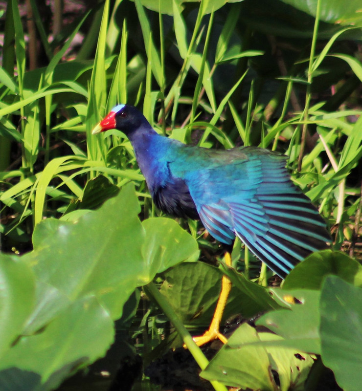purple gallinule stretching his beautiful wing for me. They have big yellow feet to walk on the lilly pads
