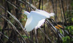 snowy egret with golden slippers