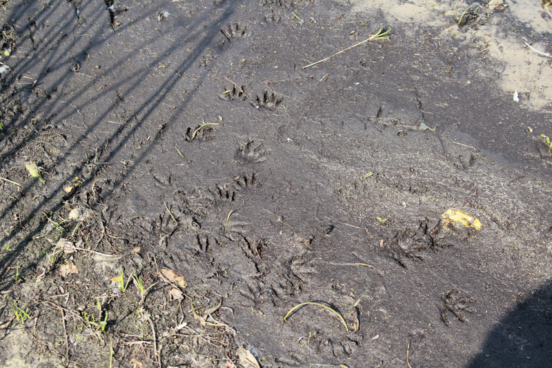 raccoon prints in the mud