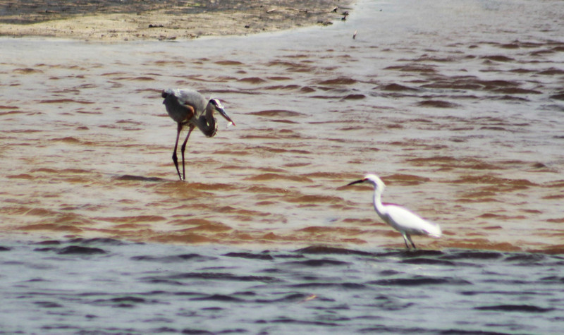 tricolor heron on left, snowy egret on right
