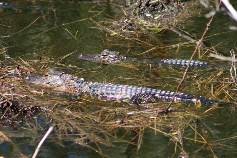 baby gators