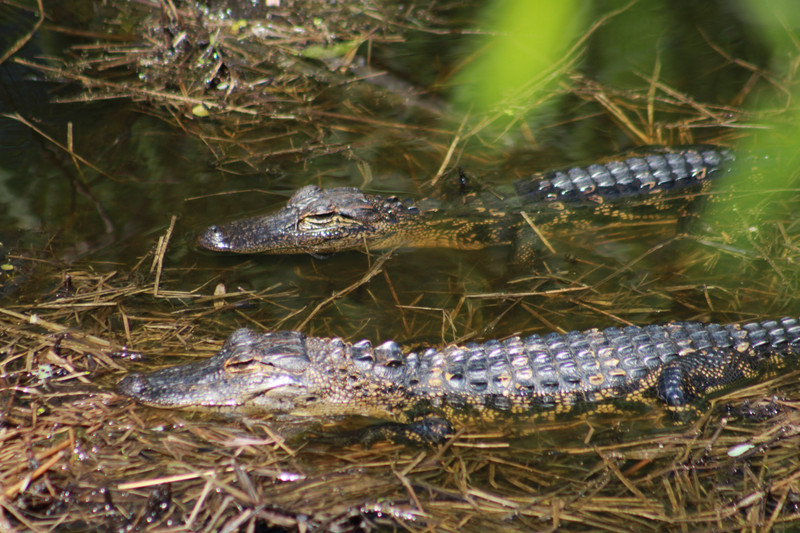 baby gators about a year old