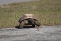 our local gopher tortoise, check out those claws for digging 
