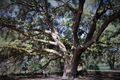 one of the huge live oaks in the dog park
