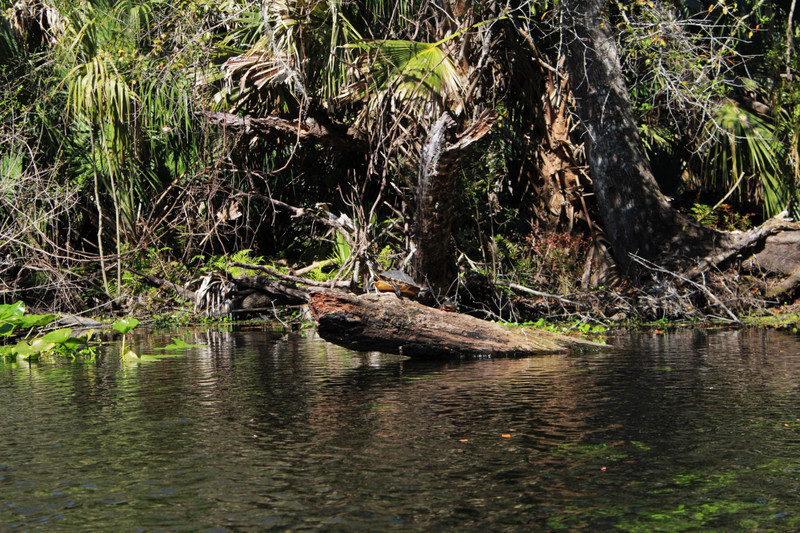 turtles on the log