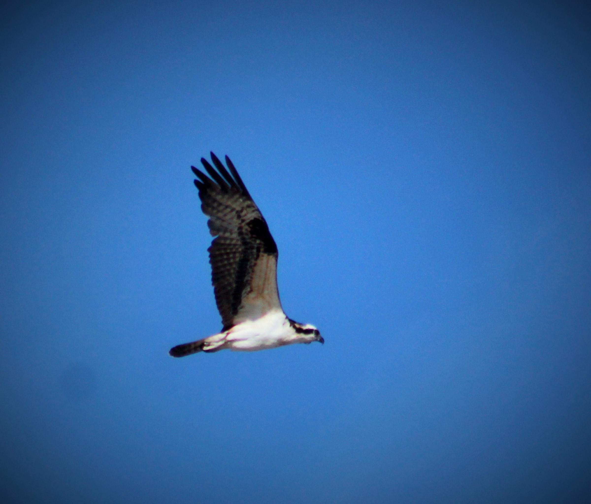 osprey hunting