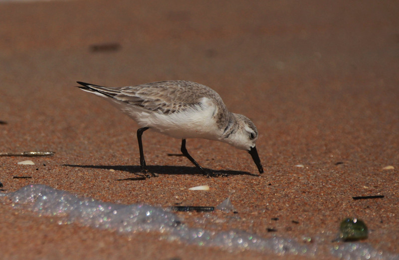 loved the sparkling bubbles and the sanderling