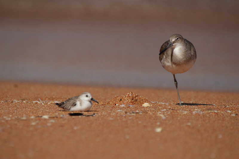 sanderling and a willet resting on the beach