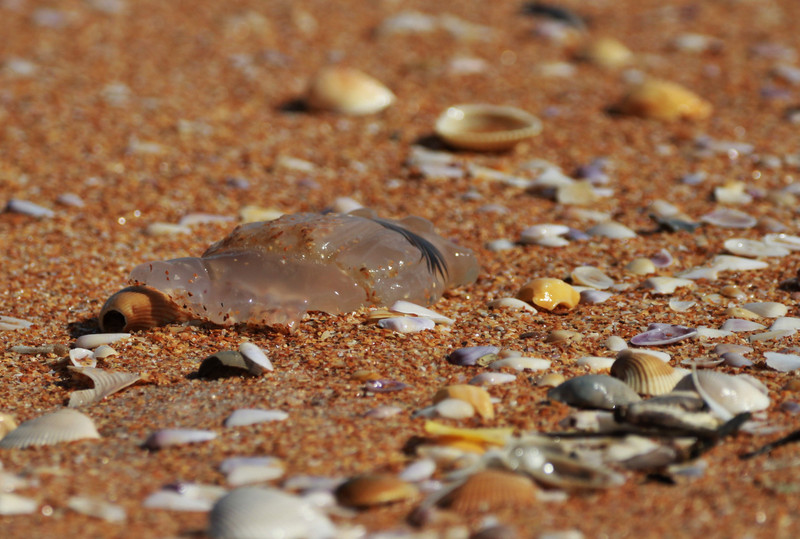 shell debris and jellyfish