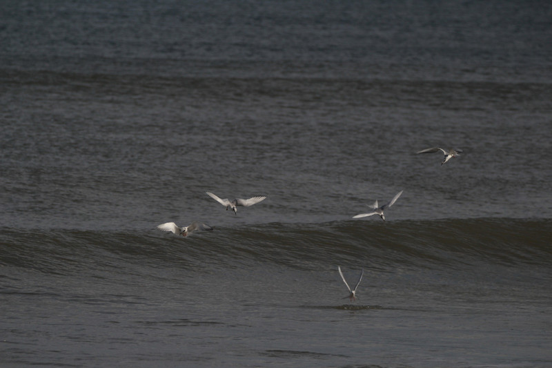 several terns diving for lunch