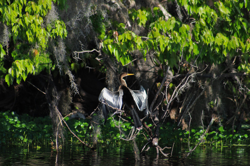 my favorite picture of the day, male anhinga drying out his wings