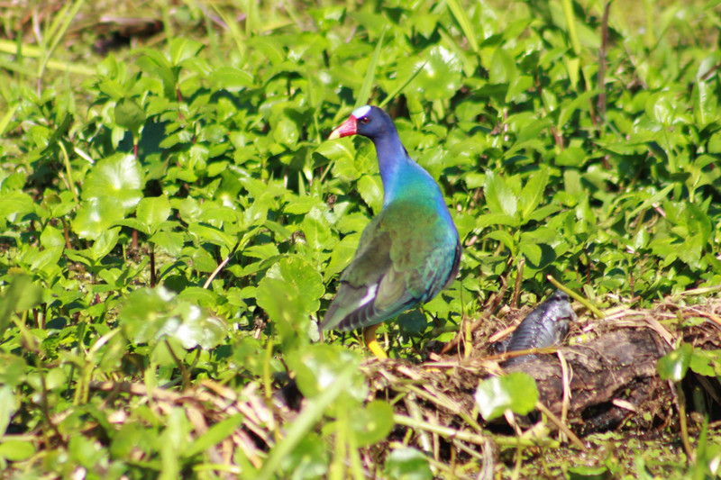 purple gallinule   These birds have air sacks on their feet so they can walk on Lilly pads 