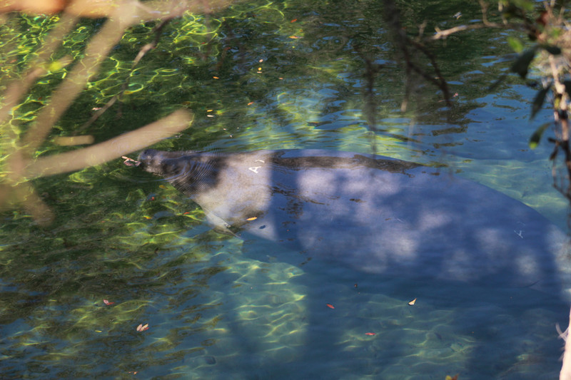 manatee with A 1 on her back