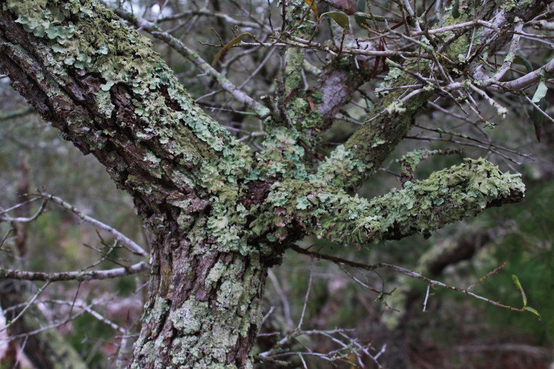 lichen covered tree