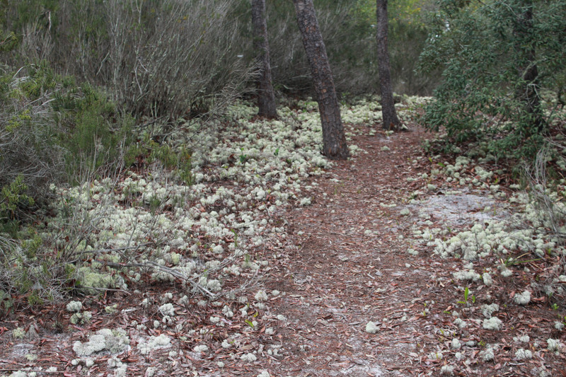 strange "lichen"? along the path