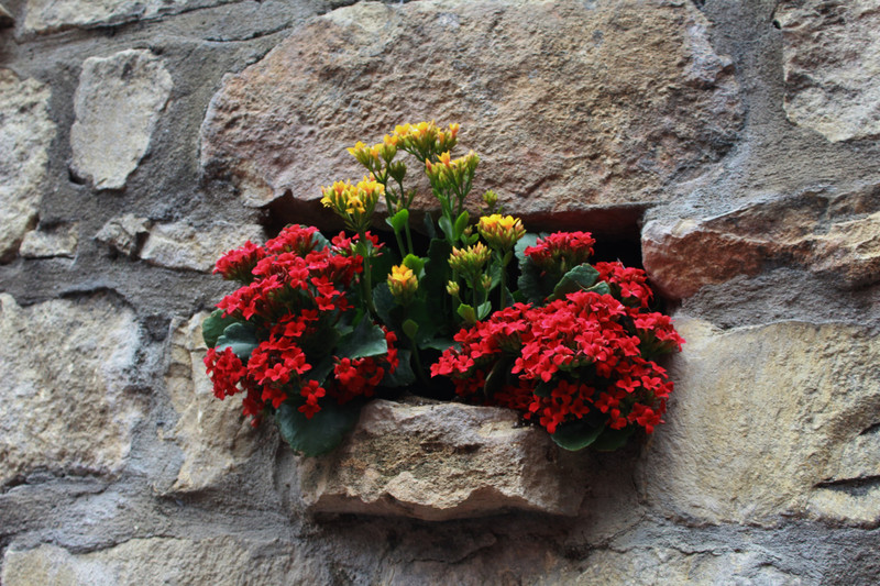 flowers in the wall of the restaurant 