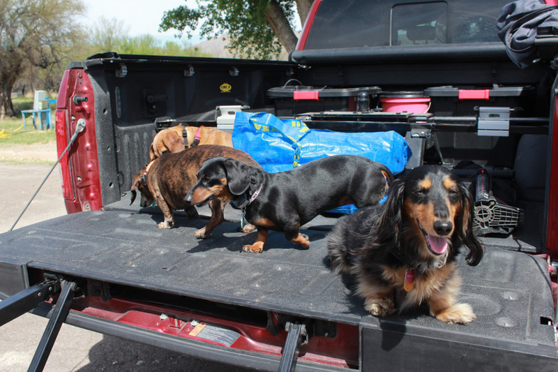 we hoped to line up all 4 dachshunds on the tailgate, only Watson posed  