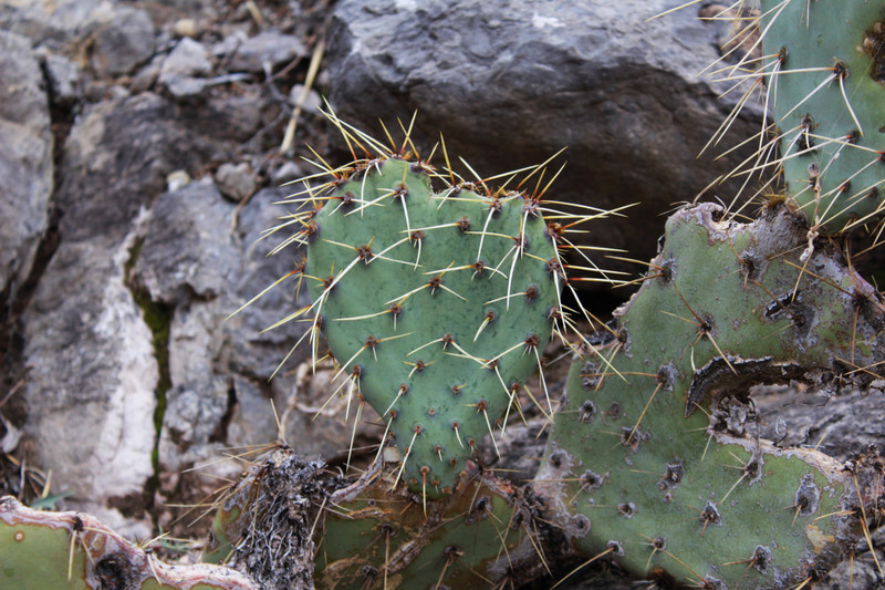 heart shaped prickly pear cactus