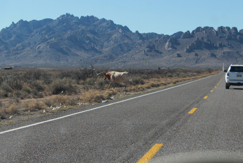 bull crossing the road