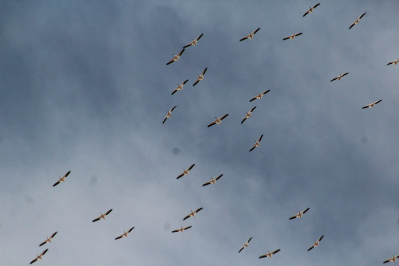 flock of white pelicans
