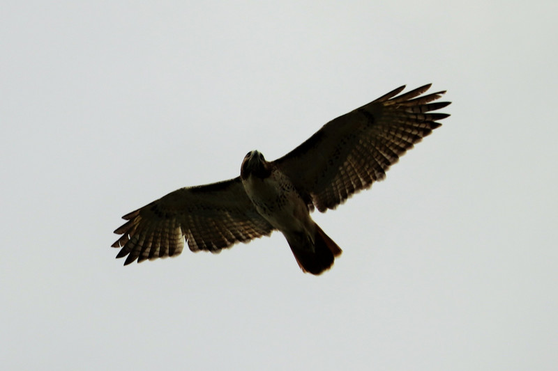 red shoulder hawk fly by