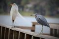 Little blue and great white heron