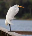 great egret with mating plumage