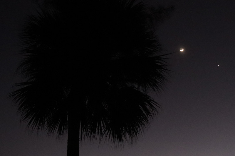 crescent moon and palm tree
