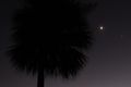 crescent moon and palm tree